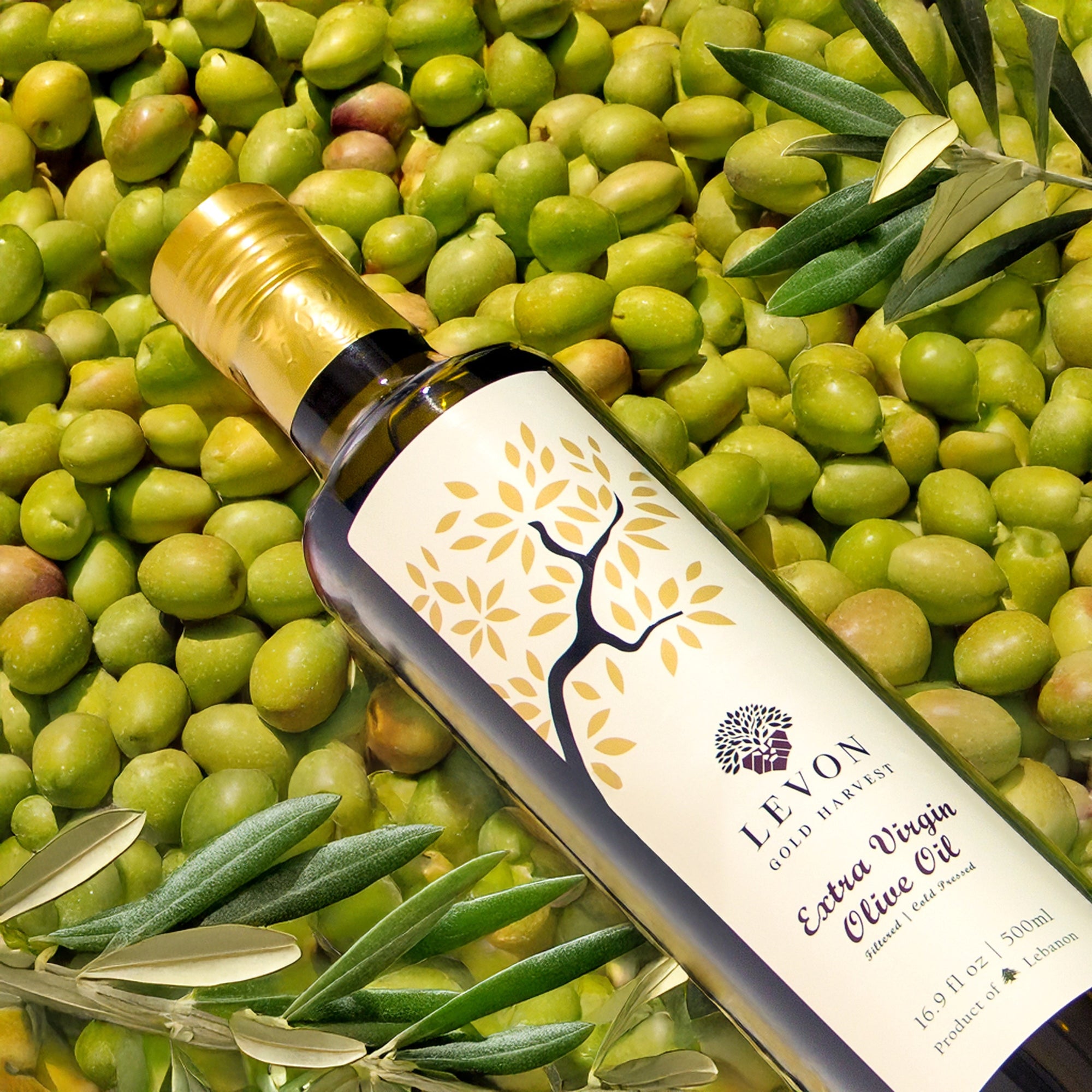 The Art of Olive Oil Tasting: A Guide to Tasting Olive Oil Like a Pro